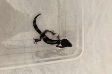 Geckos kaufen und verkaufen Foto: Black night leopard geckos cb21 pick up at Houten possible