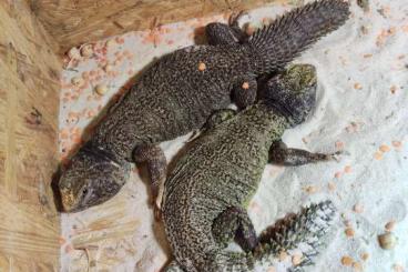 Echsen  kaufen und verkaufen Foto: 1.1 Uromastix nigriventris