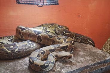 Boas kaufen und verkaufen Foto: Boa Constrictor 1.0 DNZ 2015