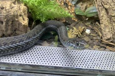 Snakes kaufen und verkaufen Photo: Thamnophis eques obscurus 0.2 Snakes kaufen und verkaufen Photo: Thamnophis eques obscurus 0.2