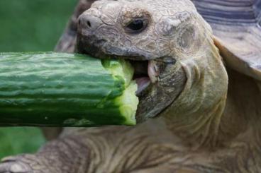 Landschildkröten kaufen und verkaufen Foto: Spornschildkröten 2Stck. Geochelone Sulcata