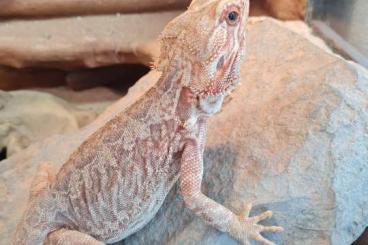 Bearded dragons kaufen und verkaufen Photo: Red Leatherback Bartagame mit Terrarium 