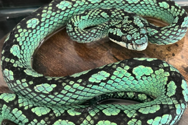 Giftschlangen kaufen und verkaufen Foto: List for Hamm September venomous snakes