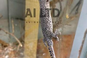 Echsen  kaufen und verkaufen Foto: Lizards anolis strephurus uroplatus phyllurus 