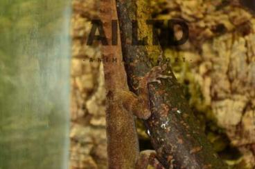 Echsen  kaufen und verkaufen Foto: Lizards anolis strephurus uroplatus phyllurus 
