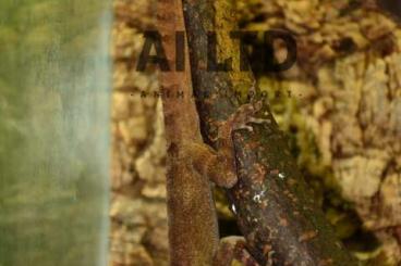 Echsen kaufen und verkaufen Foto: Lizards anolis strephurus uroplatus phyllurus Echsen kaufen und verkaufen Foto: Lizards anolis strephurus uroplatus phyllurus