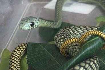 Giftschlangen kaufen und verkaufen Foto: Venomous snakes eyelash copperhead naja mamba