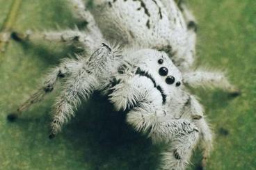 Spinnen und Skorpione kaufen und verkaufen Foto: SUCHE paraphidippus fartilis Schnee weiß