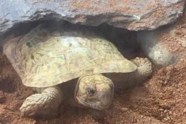 Schildkröten  kaufen und verkaufen Foto: Suche weibliche Malacochersus tornieri / Spaltenschildkröte