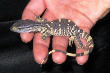 Monitor lizards kaufen und verkaufen Photo: black - throated monitor (Varanus albigularis ionidesi)