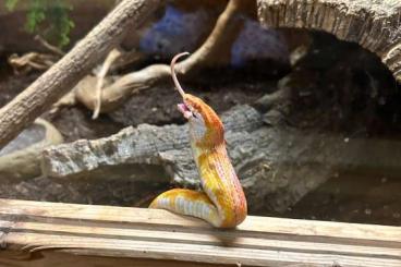 Colubrids kaufen und verkaufen Photo: Kornnatter mit Terrarium und Ausstattung 