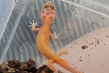 Geckos kaufen und verkaufen Foto: Leopardgecko NZ 2021 WY Tremper Albino Eclipse