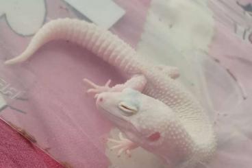 Geckos kaufen und verkaufen Photo: Leopardgecko 1.0 Diablo Blanco 2019 Red Eyes