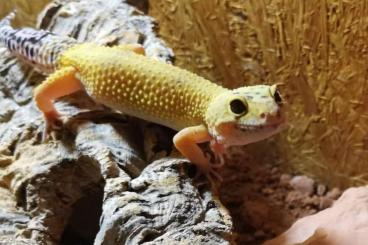 Geckos kaufen und verkaufen Foto: 0.1 Super Hypo Pet Only Leopardgecko