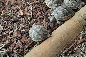 Landschildkröten kaufen und verkaufen Foto: Kleine Mauren (Maurische landschildkröte)