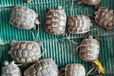 Landschildkröten kaufen und verkaufen Foto: Kleine Mauren (Maurische landschildkröte)