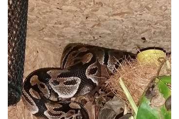 Pythons kaufen und verkaufen Foto: Königspython abzugeben in Hannover 