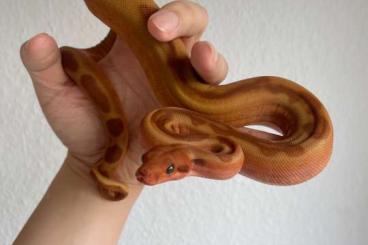 Boas kaufen und verkaufen Foto: 4 verschiedene Boas abgeben Boas kaufen und verkaufen Foto: 4 verschiedene Boas abgeben