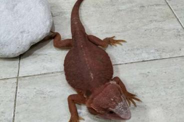 Echsen  kaufen und verkaufen Foto: 1.0 pogona viticeps hypotrans red 