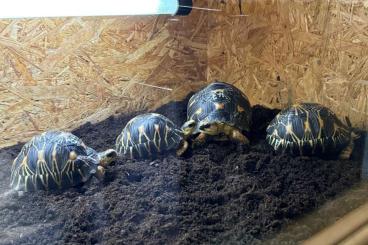 Tortoises kaufen und verkaufen Photo: Radiata ( tortue de Madagascar) Tortoises kaufen und verkaufen Photo: Radiata ( tortue de Madagascar)