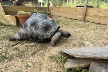 Tortoises kaufen und verkaufen Photo: Aldabra Gigantea Seychelles Tortoises kaufen und verkaufen Photo: Aldabra Gigantea Seychelles