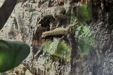 Geckos kaufen und verkaufen Photo: Lepidodactylus Lugubris Jungferngecko