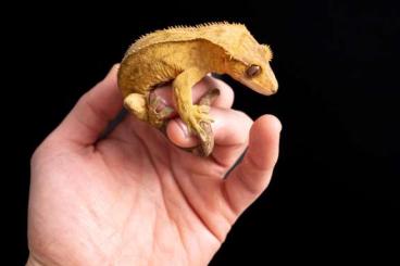 Lizards kaufen und verkaufen Photo: Different morphed crestedgeckos Kronengeckos correlophus cilleatus