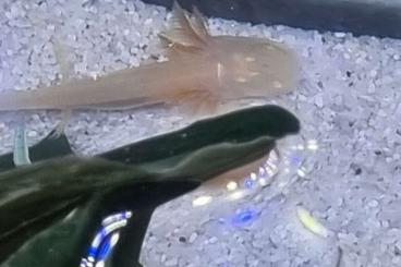 Molche kaufen und verkaufen Foto: Axolotl Babys aus liebevoller Hobbyzucht zu verkaufen