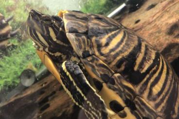Sumpfschildkröten kaufen und verkaufen Foto: 2 Schmuckschildkröten zu verkaufen Sumpfschildkröten kaufen und verkaufen Foto: 2 Schmuckschildkröten zu verkaufen