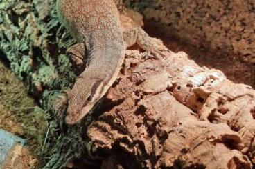 Warane kaufen und verkaufen Foto: Zu verkauf Varanus Glauerti 1.0