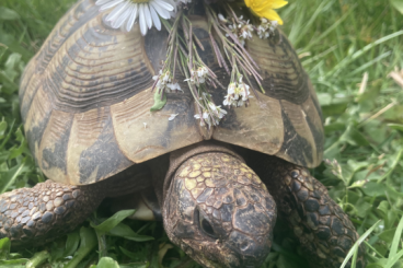 Tortoises kaufen und verkaufen Photo: Testudo hermani abzugeben 