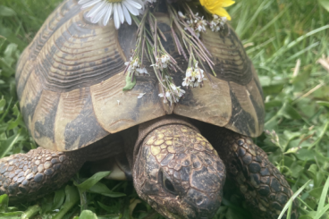 Landschildkröten kaufen und verkaufen Foto: Testudo hermani abzugeben 