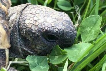 Tortoises kaufen und verkaufen Photo: Griechische Landschildkröte aus NZ 2017