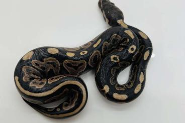 Ball Pythons kaufen und verkaufen Photo: Black Pastel Königspython