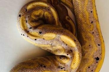 Königspythons kaufen und verkaufen Foto: Black Pastel Banana het Pied 