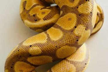 Königspythons kaufen und verkaufen Foto: Königspython 0.1 Banana YB het Pied 