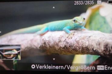 Geckos kaufen und verkaufen Foto: Lygodactylus Williamsi 0.2