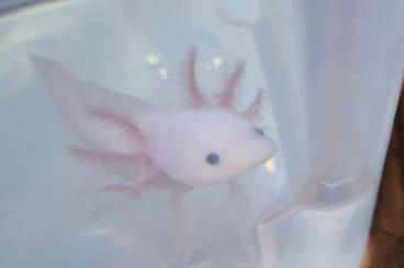 Schwanzlurche kaufen und verkaufen Foto: BD freie Axolotl Jungtiere (Copper, Weiß, Wild)