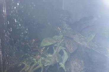 Poison dart frogs kaufen und verkaufen Photo: Ranitomeya amazonica French Guyana