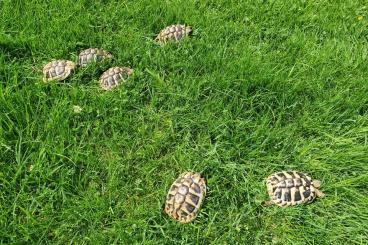 Tortoises kaufen und verkaufen Photo: Griechische Landschildkröten NZ 2019 (75 Euro)