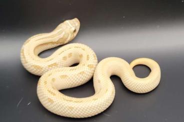 Schlangen kaufen und verkaufen Foto: Hognose center   Dott. Petrarolo Pietro