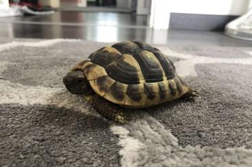 Tortoises kaufen und verkaufen Photo: Griechische Landschildkröte 5 Jahre mit Papieren 