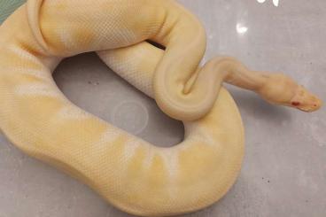 Snakes kaufen und verkaufen Photo: Königspython zu verkaufen 