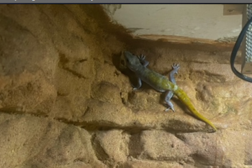Geckos kaufen und verkaufen Photo: 0,1 Goldgecko - Gecko badeni