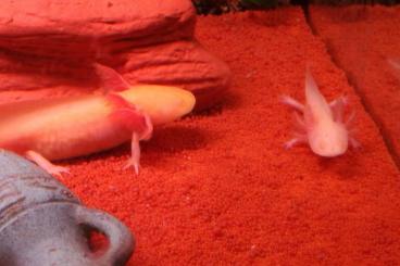 Molche kaufen und verkaufen Foto: Junge  Axolotl in gute Hände abzugeben   in  Husum   Goldalbinos