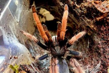 - bird spiders kaufen und verkaufen Photo: Offer for Hamm   09.12.2023