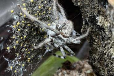 other spiders kaufen und verkaufen Photo: Holconia murrayensis 1-2Fh