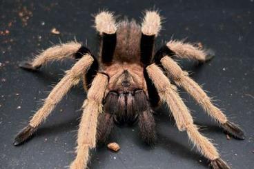 - bird spiders kaufen und verkaufen Photo: O. sp ranong 1.0; O. sp Ho chi minh 1.0; O. sp. malthai 0.0.15