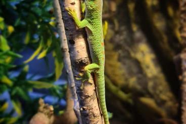 Geckos kaufen und verkaufen Photo: Phelsuma grandis Jungtiere 0,02