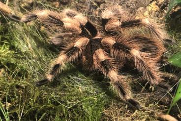 Vogelspinnen kaufen und verkaufen Foto: Verkauf diverser Vogelspinnen